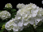 060624-08.jpg